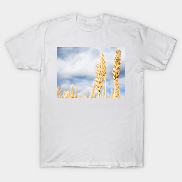 Wheat T-Shirt by ansaharju